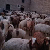 گوسفند زنده|حیوانات مزرعه|قم, قلعه صدری|دیوار