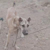 سگ ماده|سگ|قوچان, |دیوار