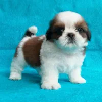 فروش سگ های جیبی و مینیاتوری،گربه های خانگی|سگ|تبریز, |دیوار