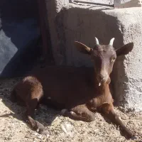 بزغاله ماده