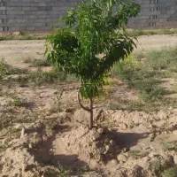 زمین باغ روستا زاک