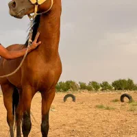 اسب نریان درهشوری