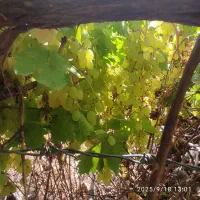 فروش باغ سی سخت چهار را باغات|فروش خانه و ویلا|سیسخت, |دیوار