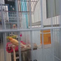 قناری نر بخون|پرنده|سیرجان, |دیوار