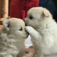 واگذاری توله پامر|سگ|بابلسر, |دیوار