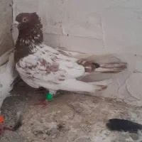 کفتر صید|پرنده|شیروان (خراسان), |دیوار