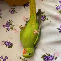 طوطی ملنگو دستی