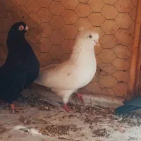 کبوتر فیت چشم نوک صفید|پرنده|شهرکرد, |دیوار