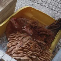 دو عدد مرغ کرچ سنگی