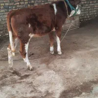 گوساله سیمینتال ماده هیکل درشت چاق|حیوانات مزرعه|گمیشان, |دیوار