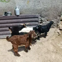 5عدد چپیش نر و ماده برای نگه داشتن وزن 14کیلو