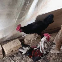 دو عدد خروس هفت ماهه