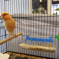 فروش قناری نر|پرنده|فردیس, شهرک شهید حسینی|دیوار