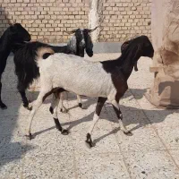 ۳راس بز ماده ابستن|حیوانات مزرعه|اهواز, اسماعیلیه|دیوار