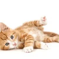 واگذاری بچه گربه ناز