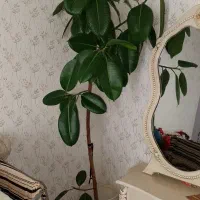 گل فیکوس|گل و گیاه طبیعی|اسدآباد, |دیوار