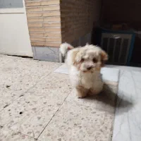 سگ نژاد شیتزو|سگ|یزد, |دیوار