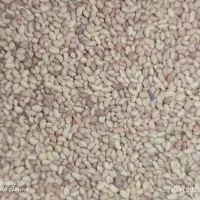 برداشت تناژ بالا با بذر یونجه.و بذر گندم|خدمات باغبانی و درختکاری|یاسوج, |دیوار