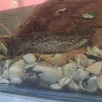 ۲ عدد کت چوبی