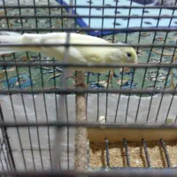 پرنده|پرنده|صحنه, |دیوار