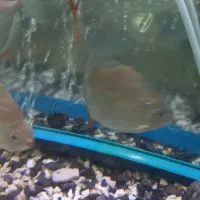 ماهی دالر|ماهی|خرم‌آباد, |دیوار