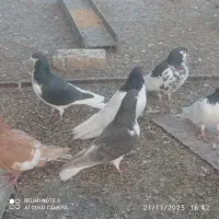 فروش چند عدد شهری نروماده باقیمت عالی|پرنده|حسن آباد, |دیوار