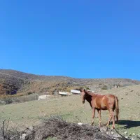 یک راس اسب نر به فروش می‌رسد