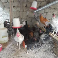 خروس محلی و گلین|حیوانات مزرعه|کن, |دیوار