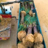 اقلیم قم خیلی کم آبه نخل یه گزینه خوبه پالم|خدمات باغبانی و درختکاری|قم, انصارالحسین|دیوار