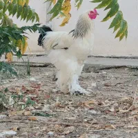 (مرغ)خروس برهما لایت رومانی اصل