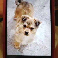 سگ پاکوتاه اصیل سه ماهه