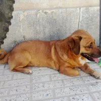 فروش سگ  نژاد دار