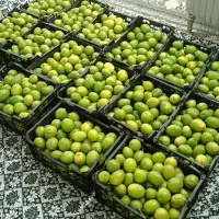 خریدار نارنگی و لیمو سنگی با قیمت بسیار بالا