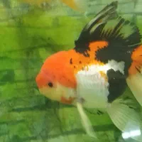 انواع دیسکس کوی و گلدفیش تایگر سوماترا|ماهی|اراک, |دیوار