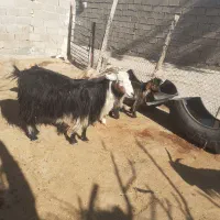 بیگ نرماده  بهده بز چاق