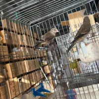 جوجه سهره قناری وسهره