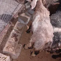 فروش دو راس بره ماده ۳۰الا۳۵کیلوی چاق