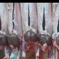 گوشت گوسفندی کشتار روز با (کالابرگ)قصابی نمره ۲