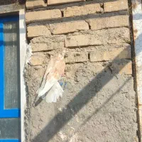 حیوون پرشی|پرنده|اردکان, |دیوار