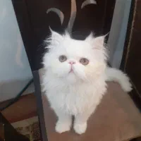 پرشین سوپرفلت