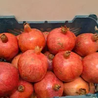 تهاتر باغ مثمر میوه با آپارتمان یا ماشین|فروش دفتر صنعتی، کشاورزی، تجاری|زاویه, |دیوار