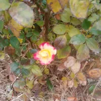 طلای کارکرده بدون اجرت