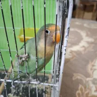 کوتوله ماده اماده