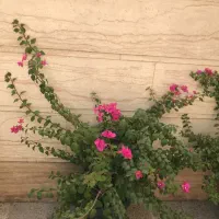 درختچه گل طبیعی کاغذی|گل و گیاه طبیعی|تهران, ستارخان|دیوار