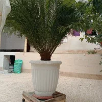 فروش گل و سیکاس باقیمت فوقلعاده خوب درفومن|گل و گیاه طبیعی|رشت, یخسازی|دیوار