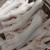 پای مرغ