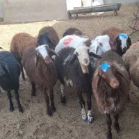 بره نر|حیوانات مزرعه|رضویه, |دیوار