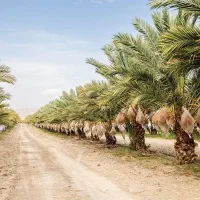 نخل اصلاح شده تنه دار مثمر و غیرمثمر|خدمات باغبانی و درختکاری|قم, بلوار امین و ساحلی|دیوار