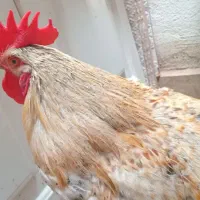 واگذاری خروس تخفیف جزئی دارد