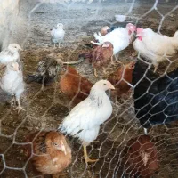 15 عدد جوجه ویک مرغ محلی ودو مرغ تخم گزار